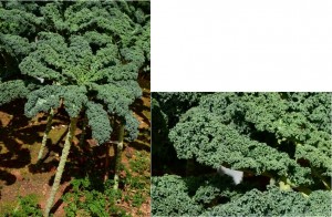 curly leaf kale               